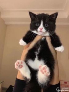 阿猫阿狗合成攻略 阿猫阿狗合成表