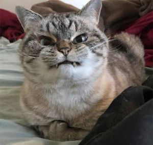 愤怒的猫玩法 愤怒的猫叫声