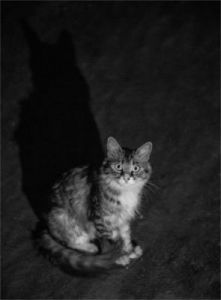 夜猫猫，你在哪里闪耀？