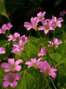 三叶草的春天-踏春赏花季