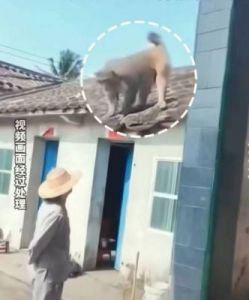 揭秘全程无盖被子猴子的惊人秘密