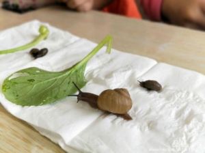 《顶级蜗牛穿越时空的奥秘与技巧》