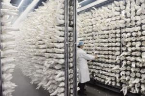 牧羊人之心扩建培育室的最佳技巧：尽早开启扩建培育室