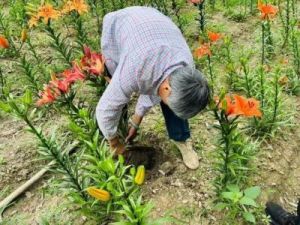 DBsystem龙之气息百合培育全攻略：掌握百合的获取与培养方法