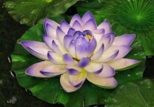 女性半夜莲花开放的治疗方法：全新解读与