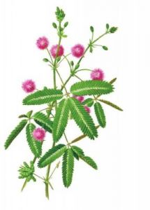 含羞草实验室隐藏路线：探寻神秘之径