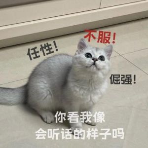 韩国钙片小猪和小猫：萌趣伙伴的奇妙旅程