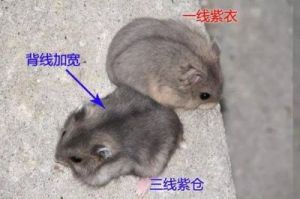 精品无人区：一线二线和三线区别要点剖析