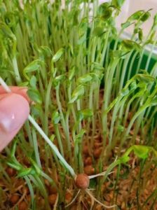 老牛嫩草一二三产品区别：重述：独具特色