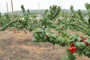 【美味的结局？蜜汁樱桃林到底会怎样？】