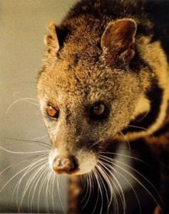 神秘猫又：奇幻生物：独特魅力迷人之处