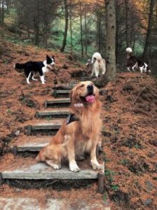 zoomservo兽狗牧场：探秘神奇的动物世界