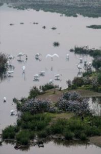 揭秘鸣潮羽鹭湿地之旅