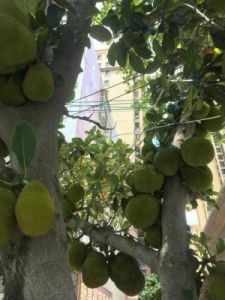 菠萝菠萝蜜视频在线观看高清1免费版：畅享尽情无限