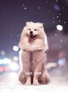 狗配人会锁住多长时间能分开：狗狗与爱相遇