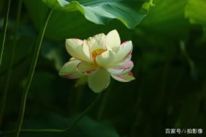 女性半夜莲花开放的治疗：成为夜之女神的秘密法宝