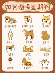 阴阳师百闻牌养狗流卡组攻略及阵容
