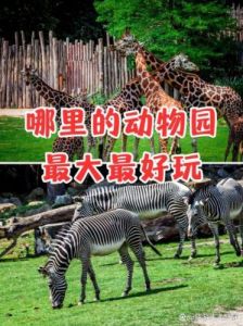 【我的动物王国】评析：是一款儿童友好的小动物世界手机游戏，值得期待