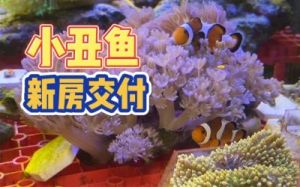 以闪亮之名小丑鱼之家玩法介绍及活动时间，领取限定五星时装