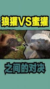 湮灭边界线狼獾技能介绍及攻略，角色技能与属性详解