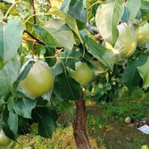 织梦森林：如何在果园种植雪梨？操作详解