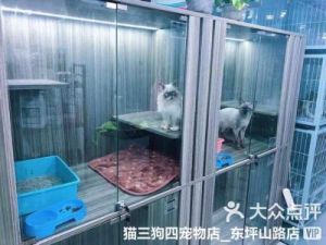 高能宠物团安卓2022最新版免费下载攻略