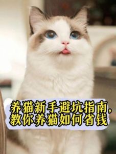 黄金四目新手避坑指南：玩法攻略与角色选择技巧