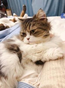 晚安森林猫酱升级攻略-详细步骤共享