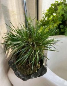 鸣潮游戏中剑菖蒲获取方法详解